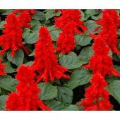 Kırmızı Ateş Çiçeği Tohumu Ekim Seti - 4