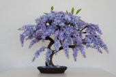Jakaranda Bonzai Ağacı Tohumu 5 Adet Bonsai Ağacı Tohumu - 3