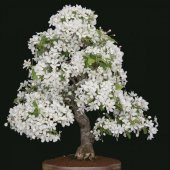 Beyaz Zakkum Bonzai Ağacı Tohumu 5 Adet Bonsai Ağacı Tohumu - 1