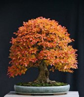 Liquidambar Bonzai Ağacı Tohumu 5 Adet Bonsai Ağacı Tohumu - 1