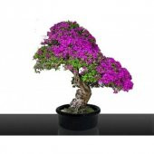 Erguvan Bonzai Ağacı Tohumu 5 Adet Bonsai Ağacı Tohumu - 4