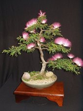 Gülibrişim Bonzai Ağacı Tohumu 5 Adet Bonsai Ağacı Tohumu - 2
