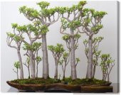 Japon Kavağı Bonzai Ağacı Tohumu 5 Adet Bonsai Ağacı Tohumu - 1