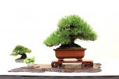 Fıstık Çamı Bonzai Ağacı Tohumu 2 Adet Bonsai Ağacı Tohumu - 2
