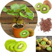 Kivi Bonzai Ağacı Tohumu 5 Adet Bonsai Ağacı Tohumu - 1
