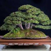 Fıstık Çamı Bonzai Ağacı Tohumu 2 Adet Bonsai Ağacı Tohumu - 3