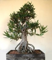 Beyaz Zakkum Bonzai Ağacı Tohumu 5 Adet Bonsai Ağacı Tohumu - 3