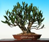 Beyaz Zakkum Bonzai Ağacı Tohumu 5 Adet Bonsai Ağacı Tohumu - 4