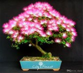 Gülibrişim Bonzai Ağacı Tohumu 5 Adet Bonsai Ağacı Tohumu - 4