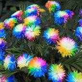 Renkli Himalaya Orkide Tohumu 5 Adet Tohum - 2