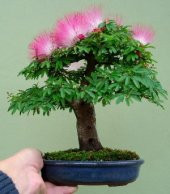 Gülibrişim Bonzai Ağacı Tohumu 5 Adet Bonsai Ağacı Tohumu - 5