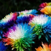 Renkli Himalaya Orkide Tohumu 5 Adet Tohum - 3