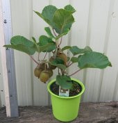 Kivi Bonzai Ağacı Tohumu 5 Adet Bonsai Ağacı Tohumu - 4