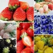 9 Farklı Renkte Çilek Tohumu 18 Adet Tohum thumbnail 2