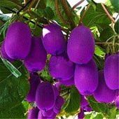 Nadir İthal Mor Kivi Ağacı Tohumu 5 Adet Tohum Purple Kivi - 2