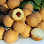 Tropikal Ejderha Gözü Meyvesi Tohumu 1 Adet Tohum - 2