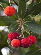 Tropikal Çin Çileği Tohumu 2 Adet Tohum Myrica Çilek - 2
