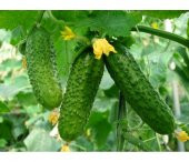 Kıtır Turşuluk Kornişon Salatalık Tohumu 10 Adet Tohum - 3