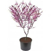 Nadir Erguvan Ağacı Tohumu 10 Adet Tohum - 1