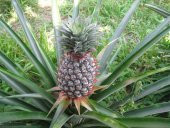 Tropikal Ananas Meyvesi Tohumu 5 Adet Tohum - 3