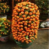 Bodur Mandalina Ağacı Tohumu 3 Adet Tohum - 1