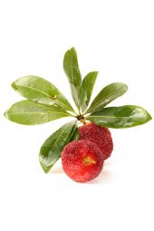 Tropikal Çin Çileği Tohumu 2 Adet Tohum Myrica Çilek - 3
