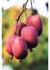 Tropikal Kırmızı Kivi Tohumu 5 Adet Tohum - 2