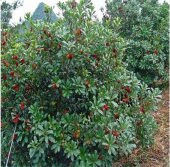 Tropikal Çin Çileği Tohumu 2 Adet Tohum Myrica Çilek - 4