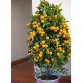 Bodur Mandalina Ağacı Tohumu 3 Adet Tohum - 5