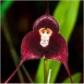 Nadir Maymun Orkide Tohumu 5 Adet Tohum Çiçek Tohumu - 2