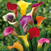 7 Farklı Renk Calla Lilly Tohumu 7 Adet Tohum Çiçek Tohumu - 3