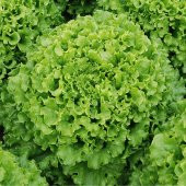 Kıvırcık Marul Tohumu 100 Adet Tohum Sebze Tohumu thumbnail 2