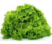 Kıvırcık Marul Tohumu 100 Adet Tohum Sebze Tohumu thumbnail 3