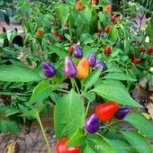 Yediveren Acı Süs Biberi Tohumu 25 Adet Biber Tohumu - 4