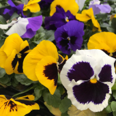 Karışık Hercai Menekşe Çiçeği Ekim Seti 5 Adet Tohum Saksı Toprak Çiçek Tohumu - 2