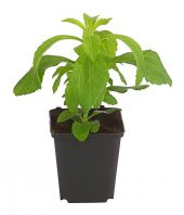 Stevia Ekim Seti 10 Adet Tohum Saksı Toprak Şekerotu - 2