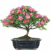 Orkide Bonzai Ağacı Tohumu 5 Adet Bonsai Ağacı Tohumu - 1