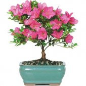 Orkide Bonzai Ağacı Tohumu 5 Adet Bonsai Ağacı Tohumu - 2
