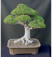 Okaliptüs Bonzai Ağacı Tohumu 5 Adet Bonsai Ağacı Tohumu thumbnail 2