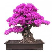 Bodur Mersin Bonzai Ağacı Tohumu 5 Adet Bonsai Ağacı Tohumu - 1