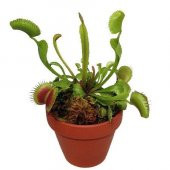 Venus Fly Trap Tohumu 5 Adet Tohum Etçil Bitki Etobur Bitki Sinek Kapan - 1