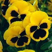 Karışık Hercai Menekşe Çiçeği Ekim Seti 5 Adet Tohum Saksı Toprak Çiçek Tohumu - 4