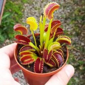 Venus Fly Trap Tohumu 5 Adet Tohum Etçil Bitki Etobur Bitki Sinek Kapan - 2