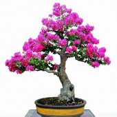 Bodur Mersin Bonzai Ağacı Tohumu 5 Adet Bonsai Ağacı Tohumu - 2
