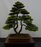 Bodur Lübnan Sediri Bonzai Ağacı Tohumu 5 Adet Bonsai Ağacı Tohumu - 3
