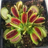 Venus Fly Trap Tohumu 5 Adet Tohum Etçil Bitki Etobur Bitki Sinek Kapan - 3