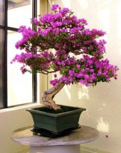Bodur Mersin Bonzai Ağacı Tohumu 5 Adet Bonsai Ağacı Tohumu - 3