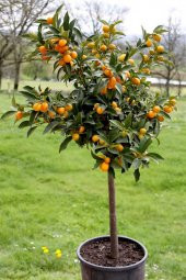 Bodur Kumkuat Tohumu 5 Adet Tohum Kamkat Altın Portakal thumbnail 2