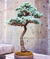 Bodur Mavi Selvi Bonzai Ağacı Tohumu 5 Adet Bonsai Ağacı Tohumu - 4