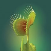 Venus Fly Trap Tohumu 5 Adet Tohum Etçil Bitki Etobur Bitki Sinek Kapan - 4